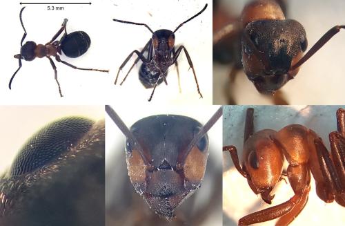 Réf. 297 387 : Formica sp.